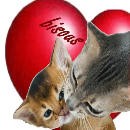 Deux chats se font des bisous devant un cœur